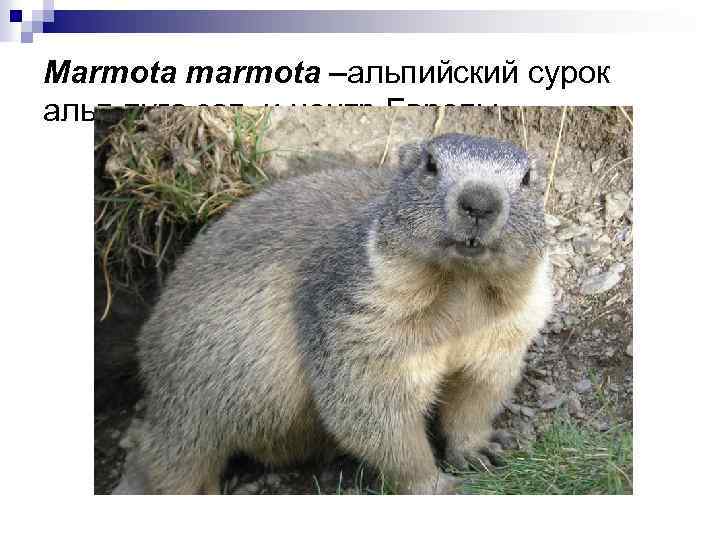 Marmota marmota –альпийский сурок альп. луга зап. и центр. Европы 