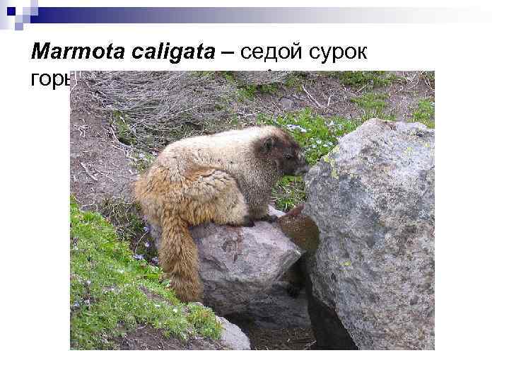 Marmota caligata – cедой сурок горы и предгорья сев. Америки 