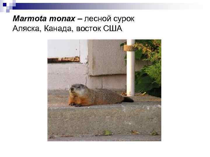 Marmota monax – лесной сурок Аляска, Канада, восток США 