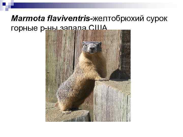 Marmota flaviventris-желтобрюхий сурок горные р-ны запада США 