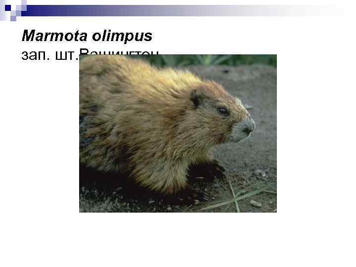 Marmota olimpus зап. шт. Вашингтон 