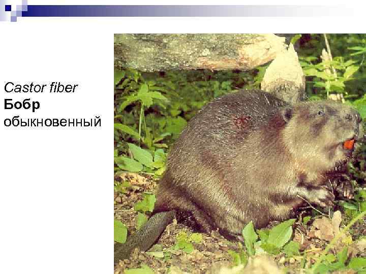 Castor fiber Бобр обыкновенный 