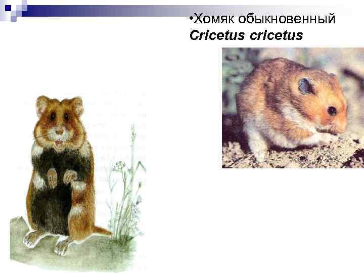  • Хомяк обыкновенный Cricetus cricetus 