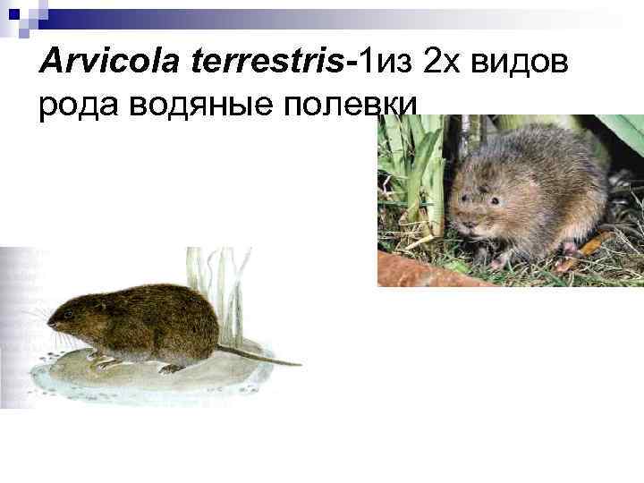 Arvicola terrestris-1 из 2 х видов рода водяные полевки 