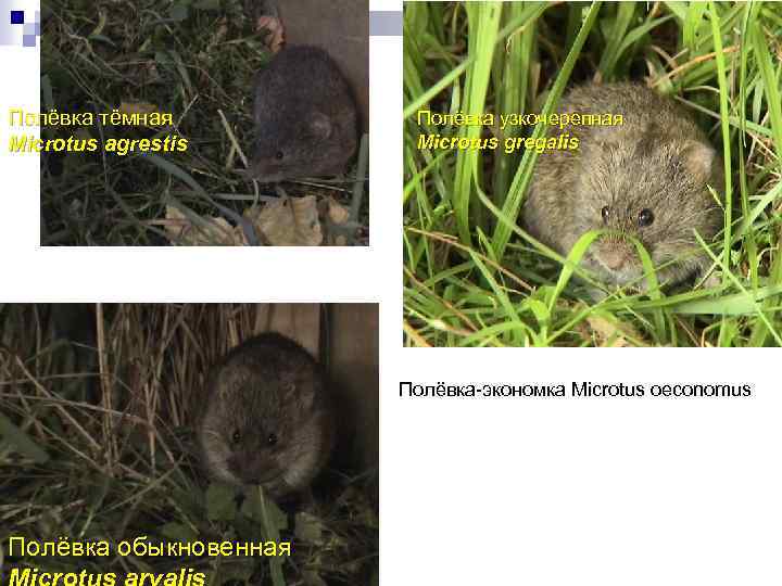 Полёвка тёмная Microtus agrestis Полёвка узкочерепная Microtus gregalis Полёвка-экономка Microtus oeconomus Полёвка обыкновенная 