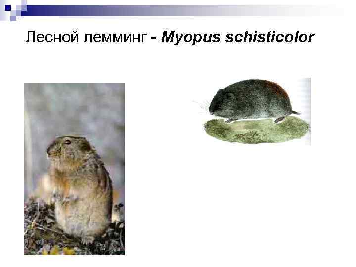 Лесной лемминг - Myopus schisticolor 