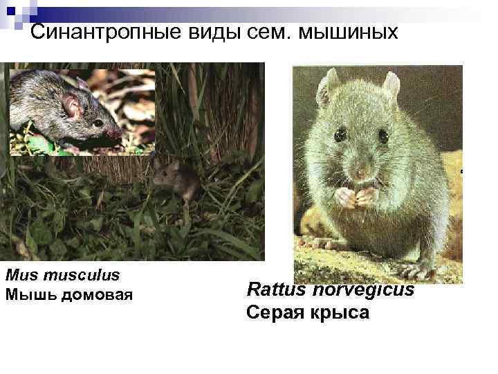 Синантропные виды сем. мышиных Mus musculus Мышь домовая Rattus norvegicus Серая крыса 