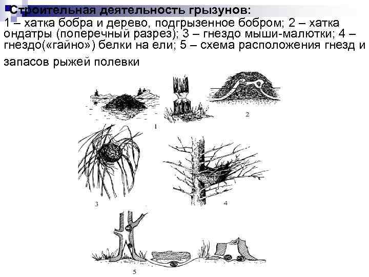  Строительная деятельность грызунов: 1 – хатка бобра и дерево, подгрызенное бобром; 2 –