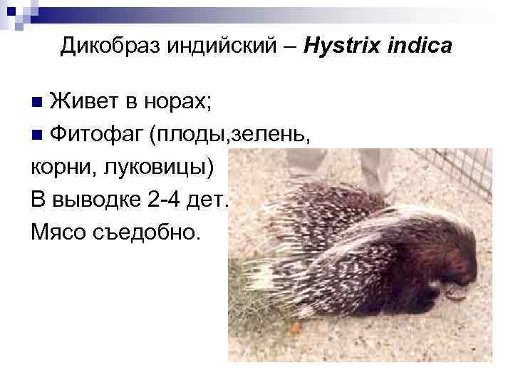 Дикобраз индийский – Hystrix indica Живет в норах; n Фитофаг (плоды, зелень, корни, луковицы)