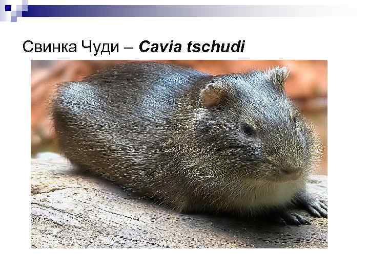 Свинка Чуди – Cavia tschudi 