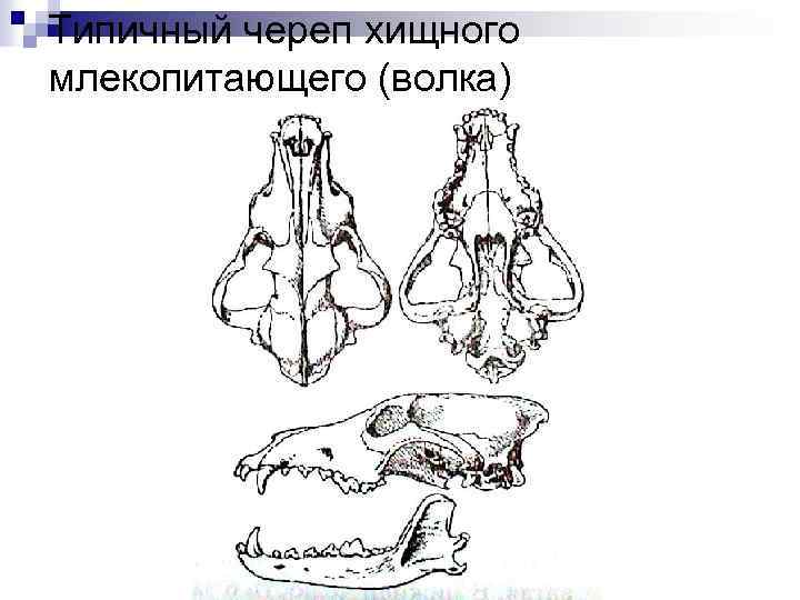 Типичный череп хищного млекопитающего (волка) 