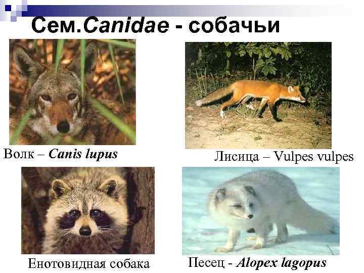 Сем. Canidae - cобачьи Волк – Canis lupus Енотовидная собака Лисица – Vulpes vulpes