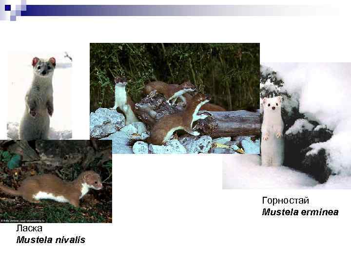 Горностай Mustela erminea Ласка Mustela nivalis 