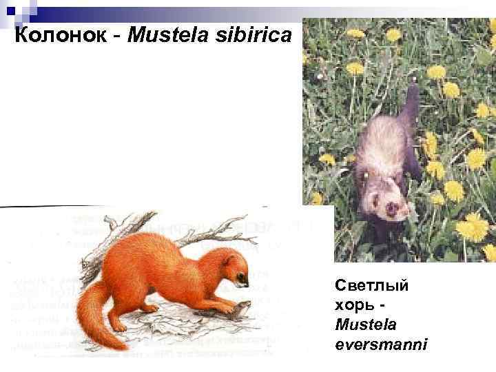 Колонок - Mustela sibirica Светлый хорь Mustela eversmanni 