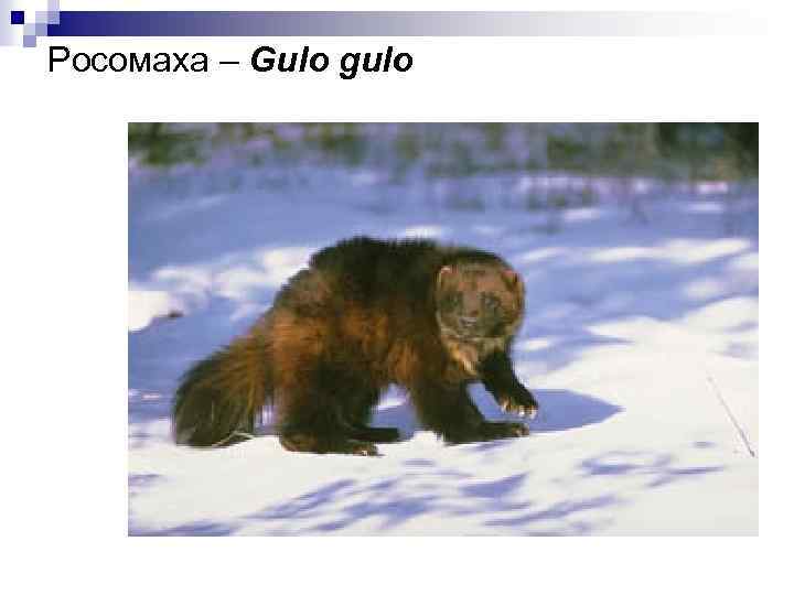 Росомаха – Gulo gulo 