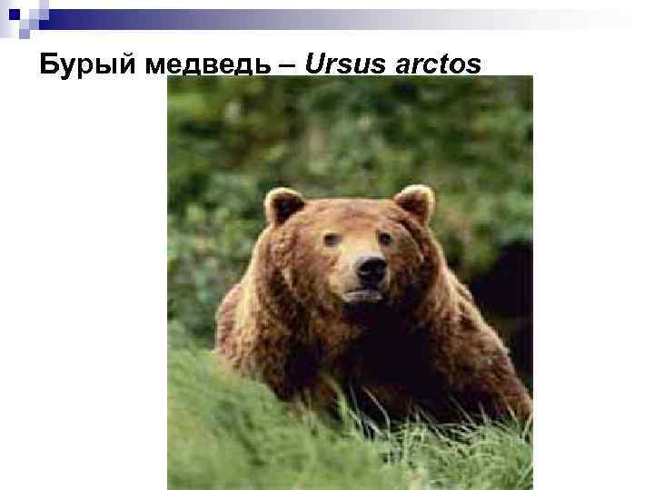 Бурый медведь – Ursus arctos 