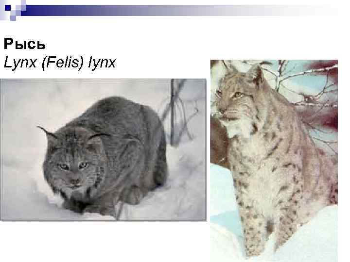 Рысь Lynx (Felis) lynx 