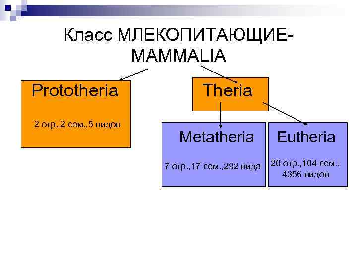 Класс МЛЕКОПИТАЮЩИЕMAMMALIA Prototheria Theria 2 отр. , 2 сем. , 5 видов Metatheria Eutheria