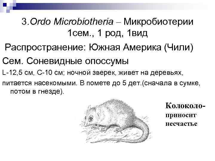 3. Ordo Microbiotheria – Микробиотерии 1 сем. , 1 род, 1 вид Распространение: Южная