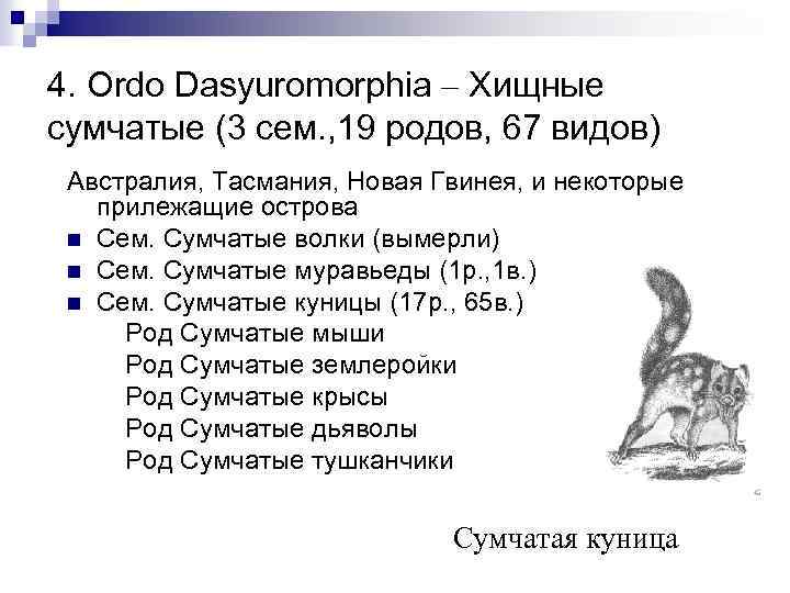 4. Оrdo Dasyuromorphia – Хищные сумчатые (3 сем. , 19 родов, 67 видов) Австралия,