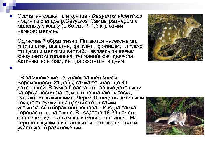 n Сумчатая кошка, или куница - Dasyurus viverrinus - один из 6 видов р.