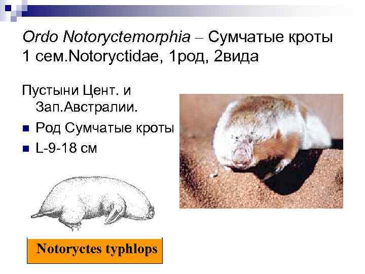 Ordo Notoryctemorphia – Сумчатые кроты 1 сем. Notoryctidae, 1 род, 2 вида Пустыни Цент.