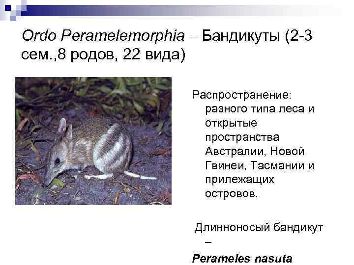 Ordo Peramelemorphia – Бандикуты (2 -3 cем. , 8 родов, 22 вида) Распространение: разного