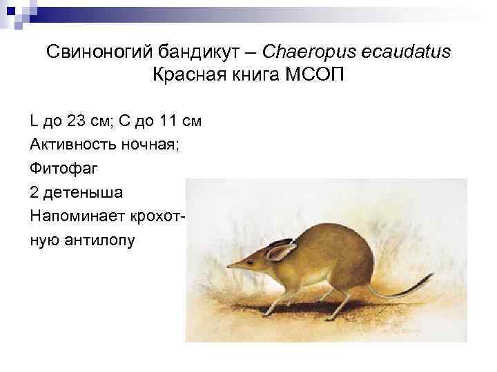 Свиноногий бандикут – Chaeropus ecaudatus Красная книга МСОП L до 23 см; С до