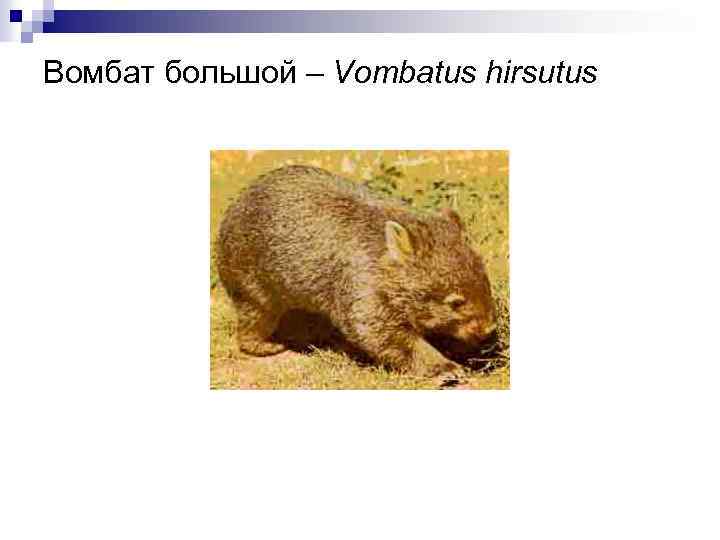 Вомбат большой – Vombatus hirsutus 