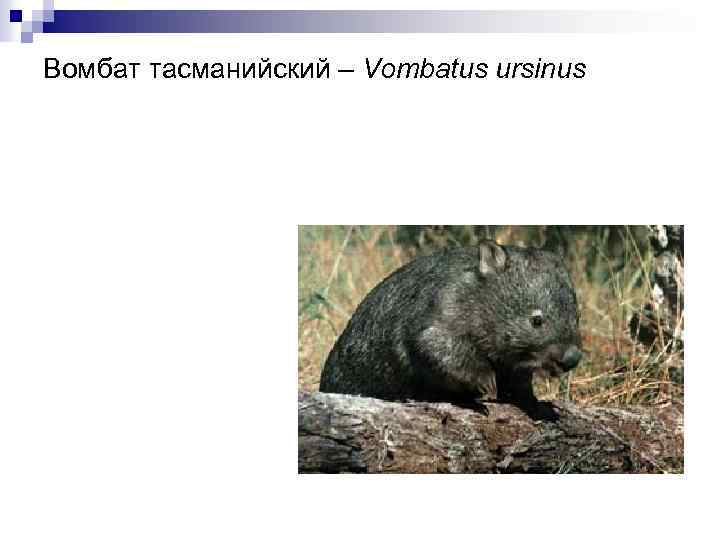 Вомбат тасманийский – Vombatus ursinus 