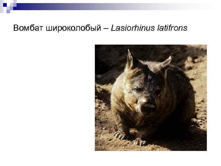 Вомбат широколобый – Lasiorhinus latifrons 