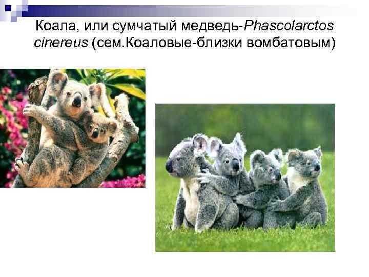 Коала, или сумчатый медведь-Phascolarctos cinereus (cем. Коаловые-близки вомбатовым) 