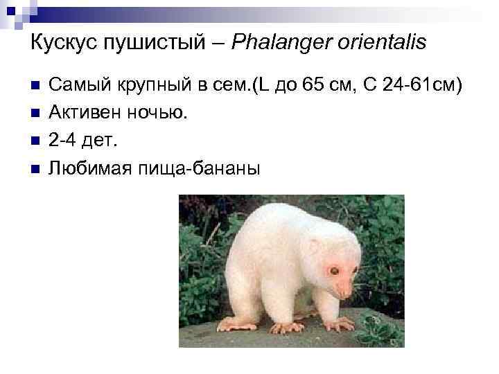 Кускус пушистый – Phalanger orientalis n n Самый крупный в сем. (L до 65