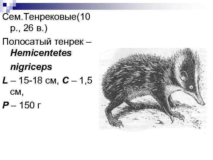 Сем. Тенрековые(10 р. , 26 в. ) Полосатый тенрек – Hemicentetes nigriceps L –