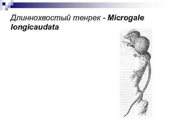 Длиннохвостый тенрек - Microgale longicaudata 