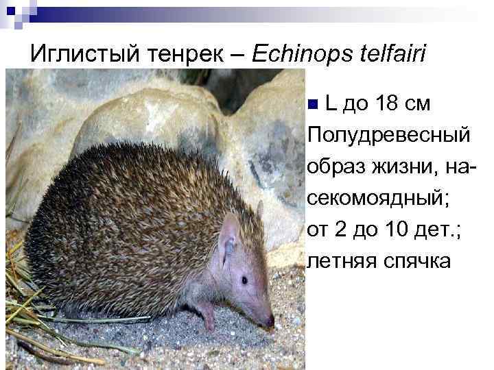 Иглистый тенрек – Echinops telfairi L до 18 см Полудревесный образ жизни, насекомоядный; от