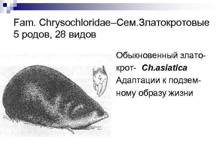 Fam. Chrysochloridae–Cем. Златокротовые 5 родов, 28 видов Обыкновенный златокрот- Ch. asiatica Адаптации к подземному