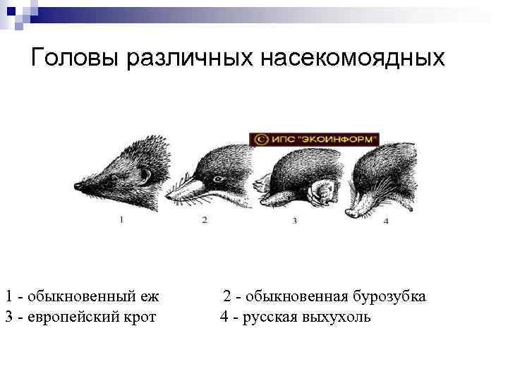 К каким отрядам относятся изображенные на рисунке млекопитающие насекомоядные