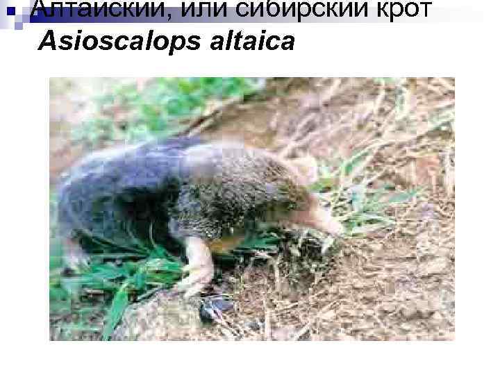 Алтайский, или сибирский крот Asioscalops altaica 