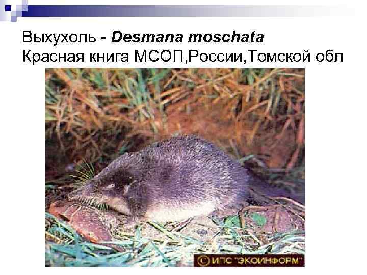 Выхухоль - Desmana moschata Красная книга МСОП, России, Томской обл 