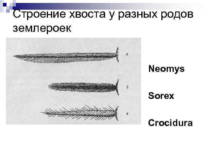 Строение хвоста у разных родов землероек Neomys Sorex Crocidura 