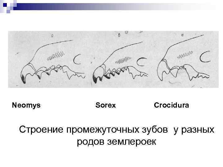 Neomys Sorex Crocidura Строение промежуточных зубов у разных родов землероек 