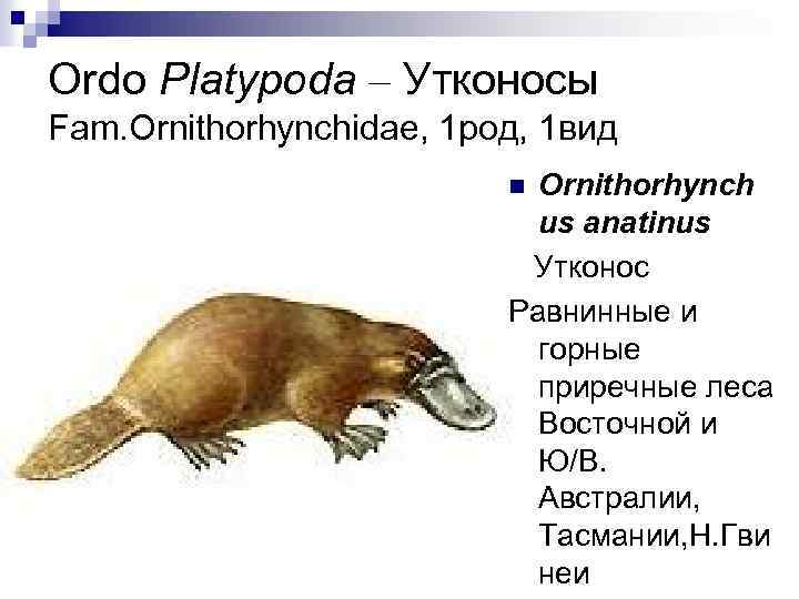 Ordo Platypoda – Утконосы Fam. Ornithorhynchidae, 1 род, 1 вид Ornithorhynch us anatinus Утконос