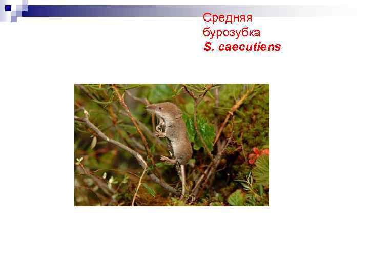 Средняя бурозубка S. caecutiens 