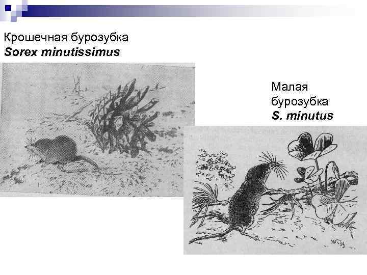 Крошечная бурозубка Sorex minutissimus Малая бурозубка S. minutus 