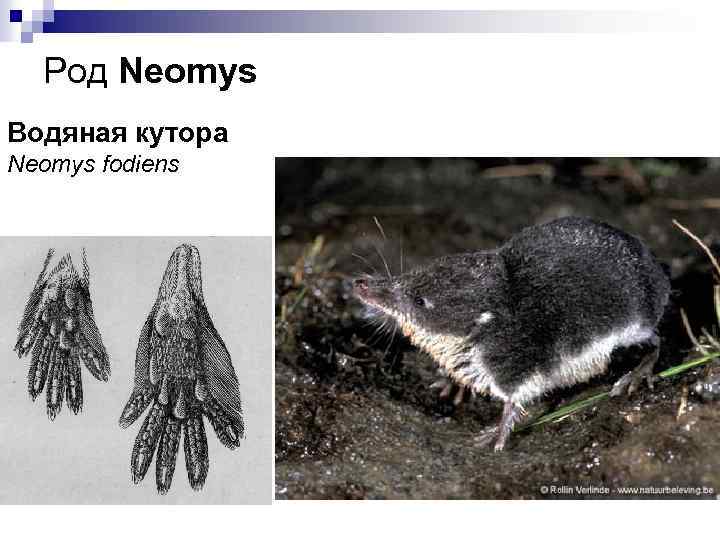 Род Neomys Водяная кутора Neomys fodiens 