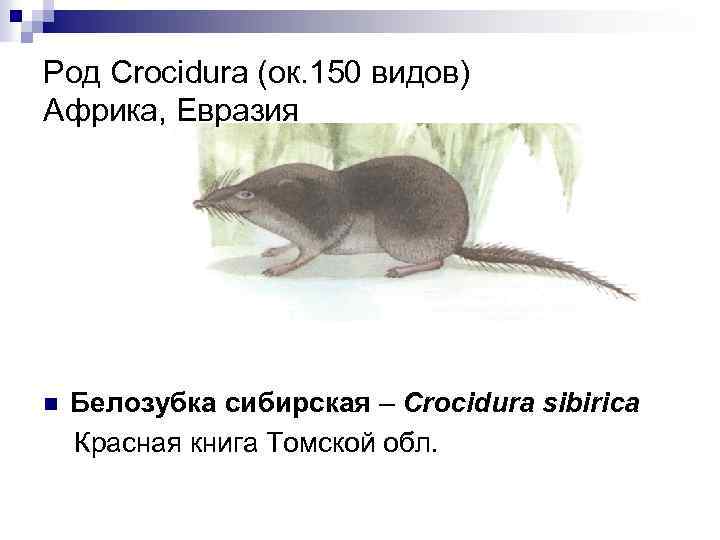 Род Crocidura (ок. 150 видов) Африка, Евразия Белозубка сибирская – Crocidura sibirica Красная книга