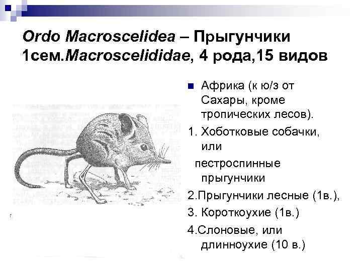 Ordo Macroscelidea – Прыгунчики 1 cем. Macroscelididae, 4 рода, 15 видов Африка (к ю/з