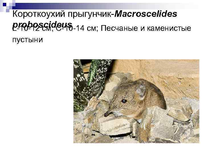 Короткоухий прыгунчик-Macroscelides proboscideus L-10 -12 см, С-10 -14 см; Песчаные и каменистые пустыни 