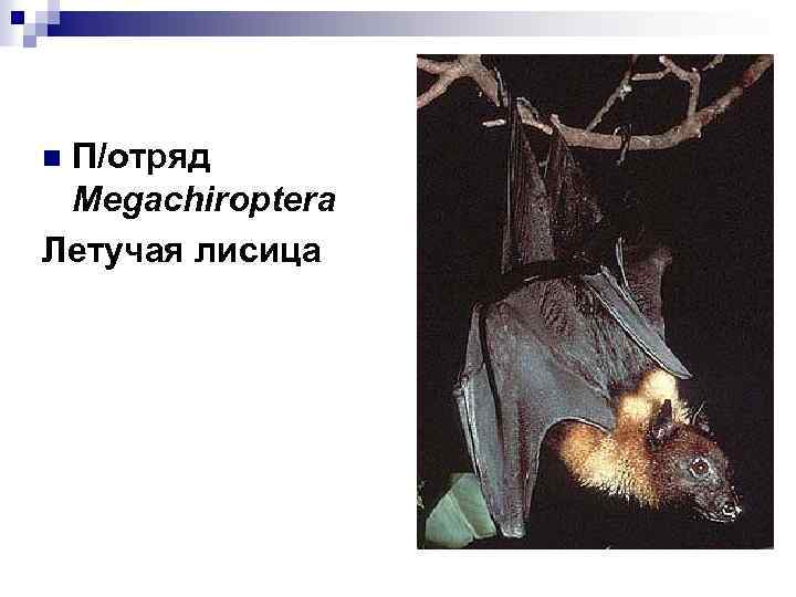 П/отряд Megachiroptera Летучая лисица n 